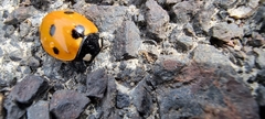 Coccinella septempunctata