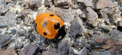 Coccinella septempunctata