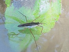 Gerris latiabdominis