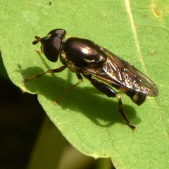 Tropidia albistylum