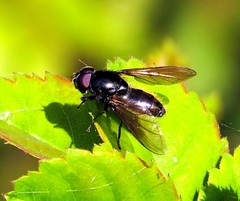 Cheilosia albitarsis