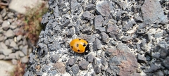 Coccinella septempunctata