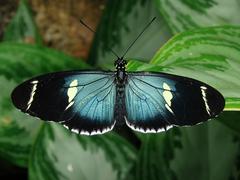 Heliconius sara sprucei