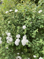Spiraea trilobata