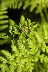 Chirosia grossicauda