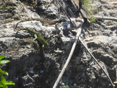 Iguana iguana