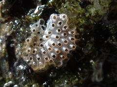 Cryptosula pallasiana