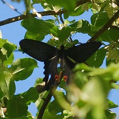Papilio macilentus