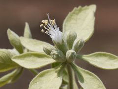 Symphorema polyandrum