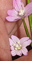 Epilobium montanum