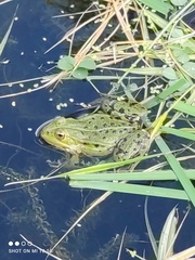 Pelophylax