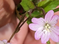 Epilobium montanum