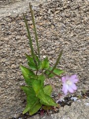 Epilobium montanum