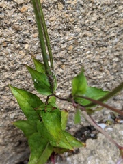 Epilobium montanum