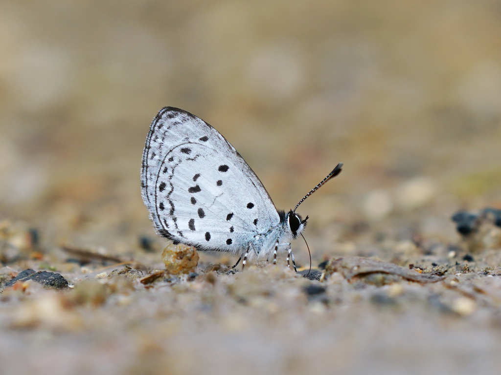 Oreolyce archena