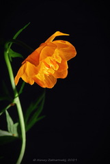 Trollius sibiricus