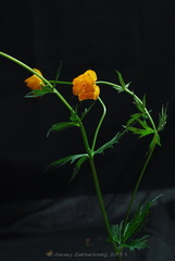 Trollius sibiricus
