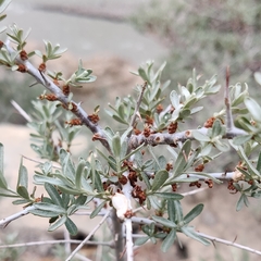 Hippophae