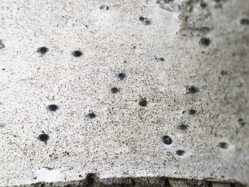 Leptorhaphis epidermidis image