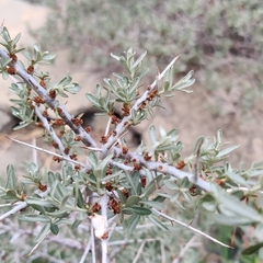 Hippophae