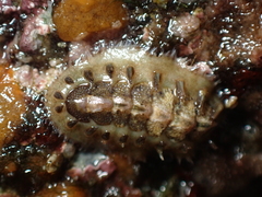 Acanthochitona crinita