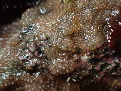 Cryptosula pallasiana