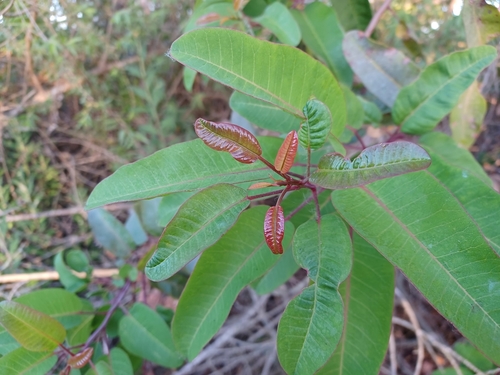 iNaturalist observation photo of laurel sumac