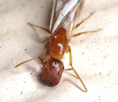 Colobopsis etiolata
