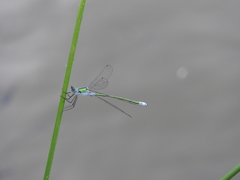 Lestes sponsa