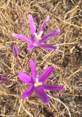 Brodiaea sierrae