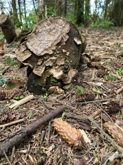 Polyporales