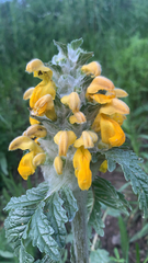 Phlomoides speciosa