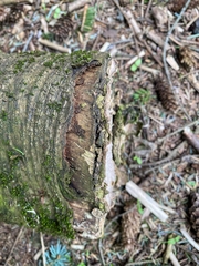 Polyporales