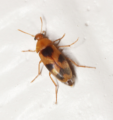 Diclidia