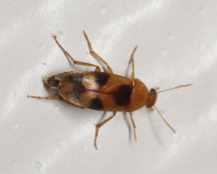 Diclidia