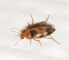 Diclidia
