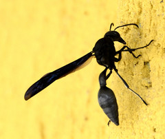 Brachymenes wagnerianus