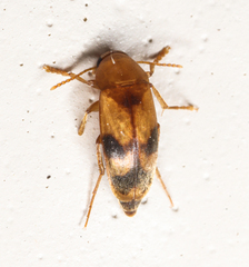 Diclidia