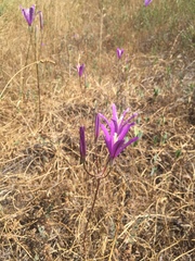 Brodiaea sierrae