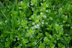 Veronica serpyllifolia