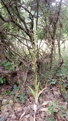 Himantoglossum caprinum