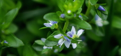 Veronica serpyllifolia