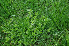 Veronica serpyllifolia