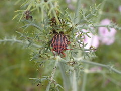 Graphosoma interruptum