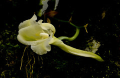 Rodriguezia granadensis