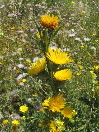 Image of Scolymus grandiflorus by (c) Marco Mussita, some rights reserved (CC BY)
