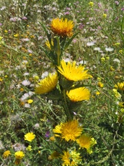 Scolymus grandiflorus