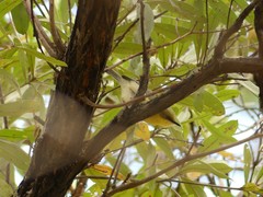 Eremomela scotops