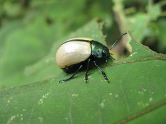 Leptinotarsa cacica