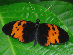 Heliconius numata bicoloratus